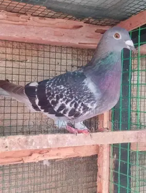 Racing Homer pigeon