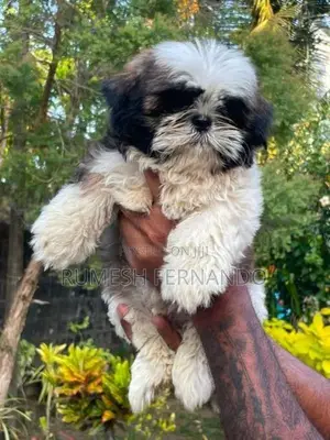 Shih Tzu Male Puppy