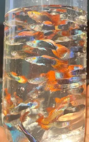 Guppy Fish