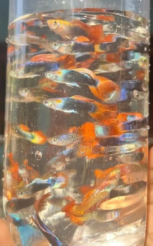 Guppy Fish