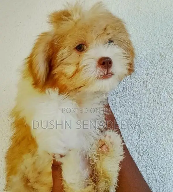 Pure Shih Tzu Dog