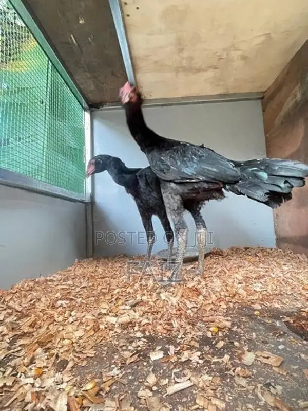 Rooster