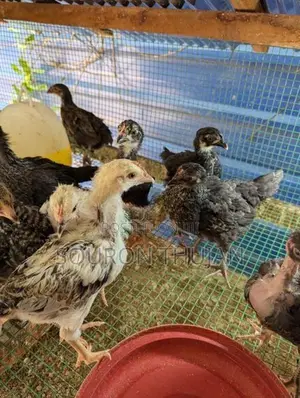 நாட்டுக்கோழி