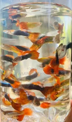 Guppy Fish