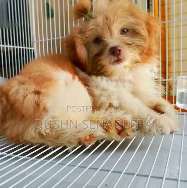 Pure Shih Tzu Dog