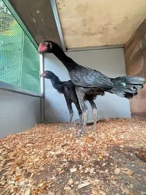 Rooster