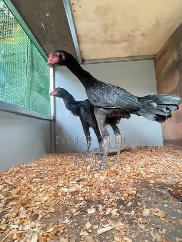 Rooster