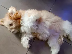 Pure Shih Tzu Dog