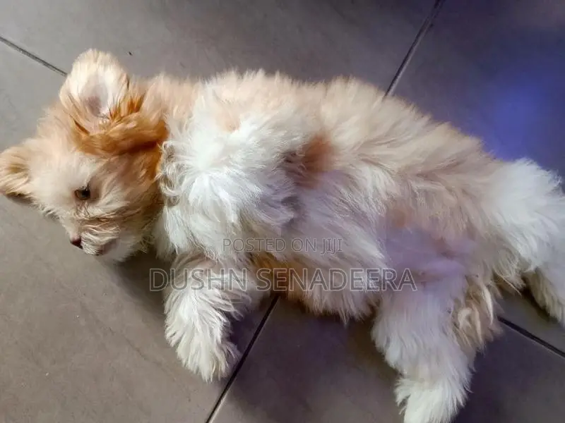 Pure Shih Tzu Dog
