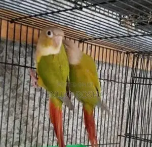 Pineapple Conure Handfeed Size Chicks