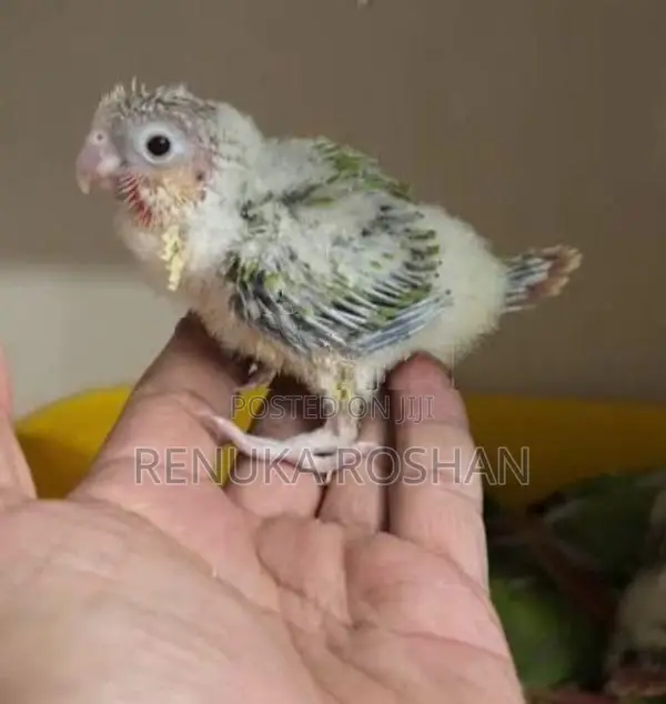 Pineapple Conure Handfeed Size Chicks