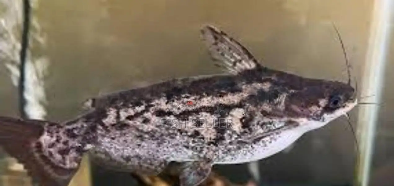 Coloumbian Wood Catfish 6 Inches