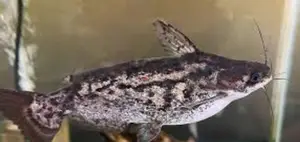 Coloumbian Wood Catfish 6 Inches