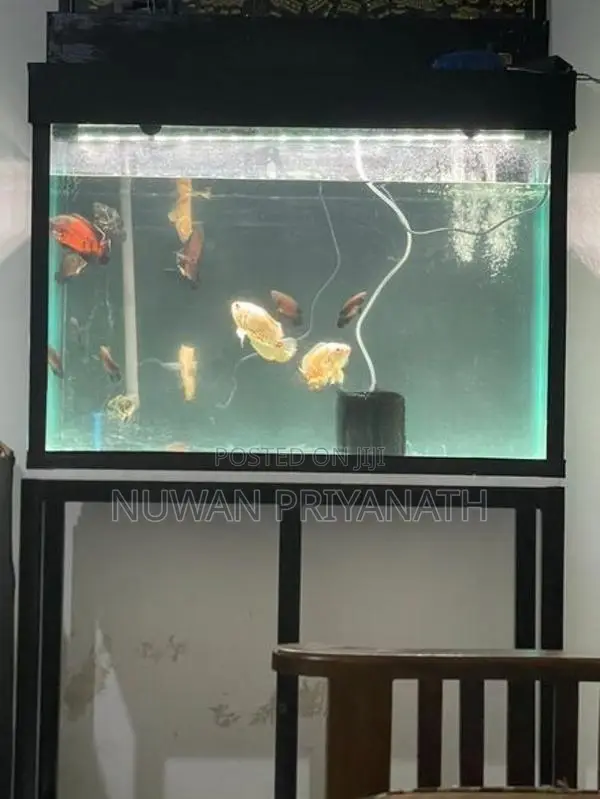 Fish Tank