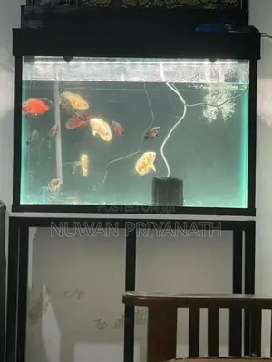 Fish Tank