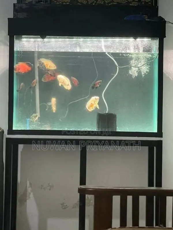 Fish Tank