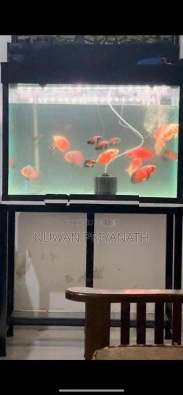 Fish Tank