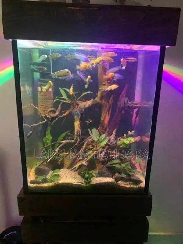Fish Tank