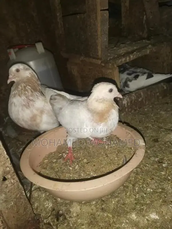 Pigeon