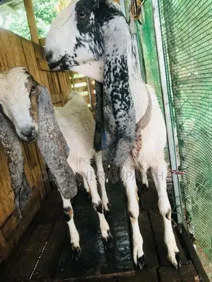 Jamunapari Kanpulli Goats
