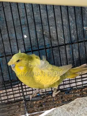 Budgiris Birds