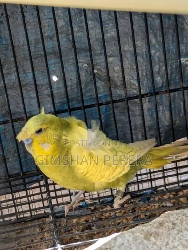 Budgiris Birds