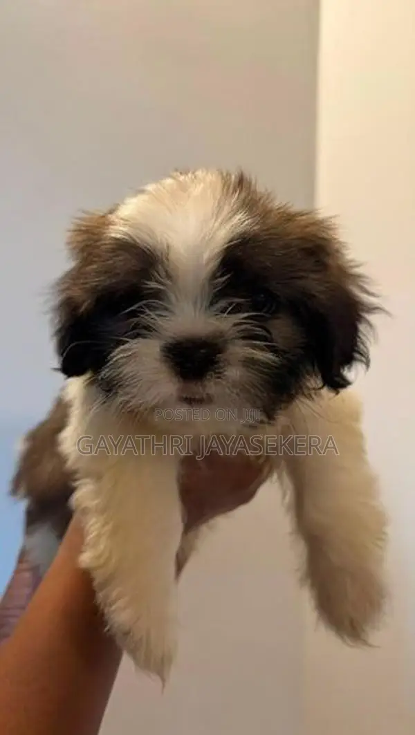 Shih Tzu puppy