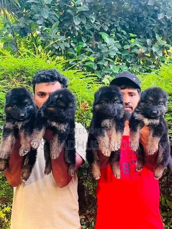 German Shepherd Long Coat Puppies