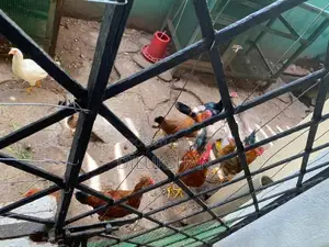 Fram Chicken