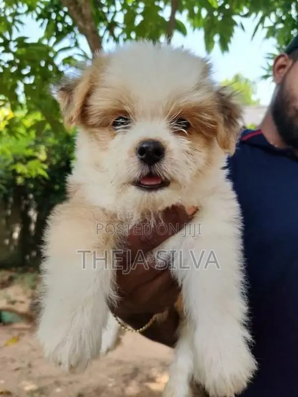 Shih Tzu Puppy