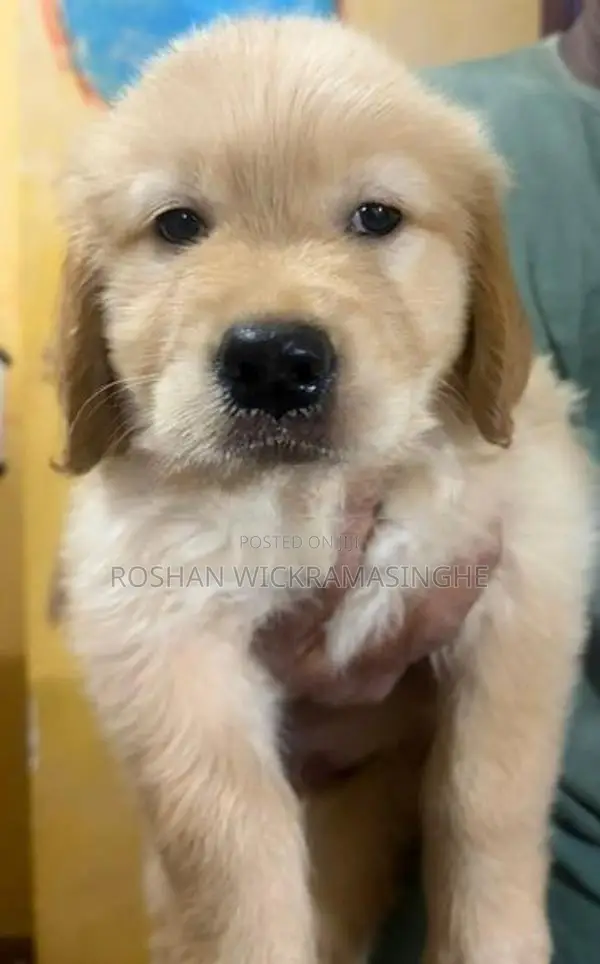 Golden Retriever Puppy