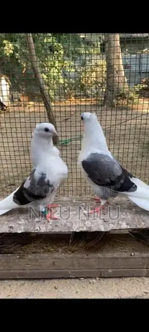 German Owl Pegion