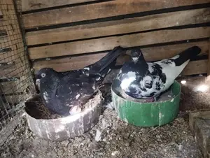 Black Pakistan Pigeon