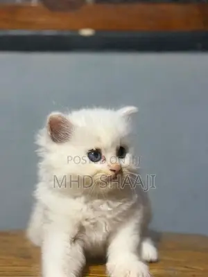 Persian White Kitten