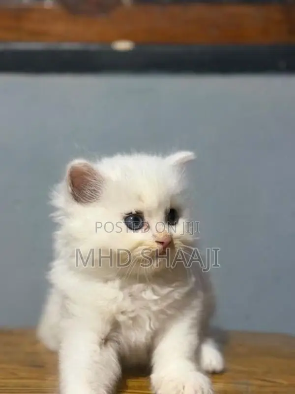 Persian White Kitten