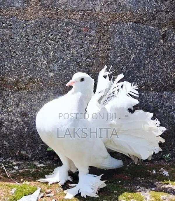Fantail Pigeon