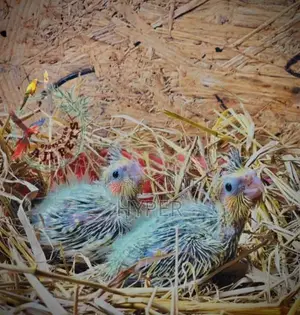 Cocktail Hand Feeding Size Chicks