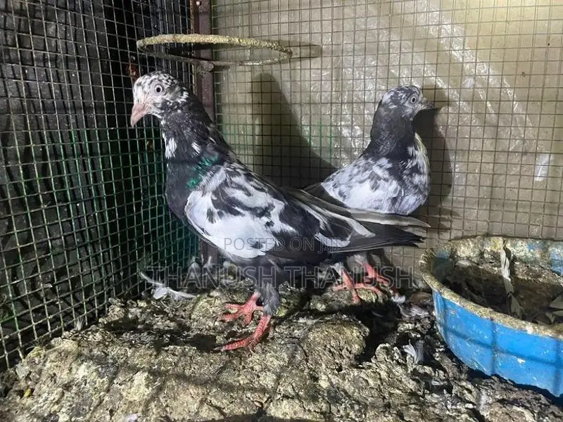 Pigeons