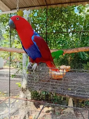 Eclectus Bird