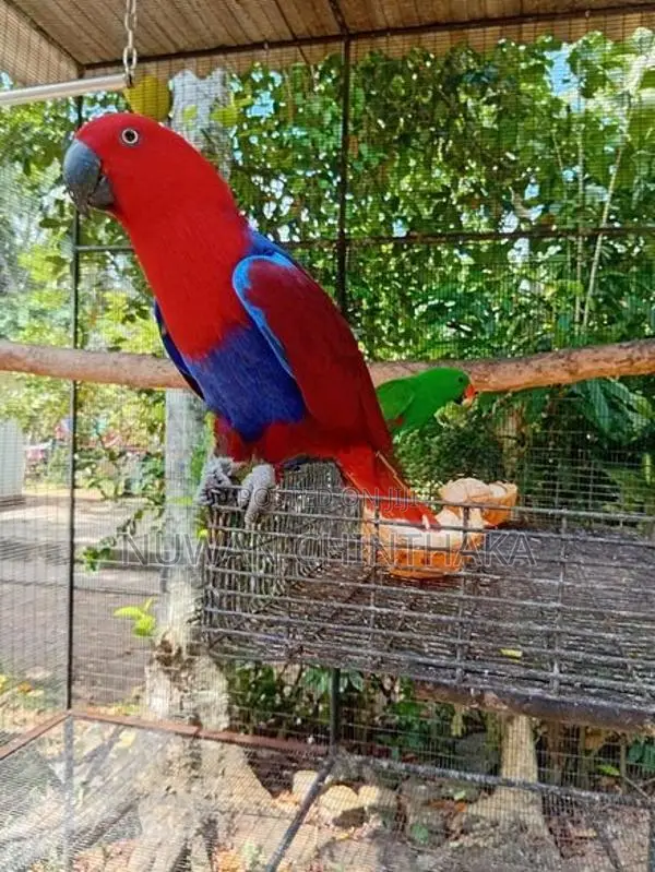 Eclectus Bird