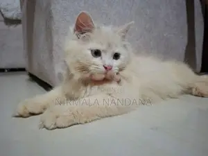 Persian White Cat