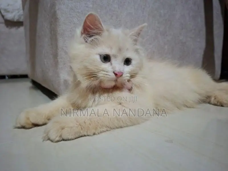 Persian White Cat