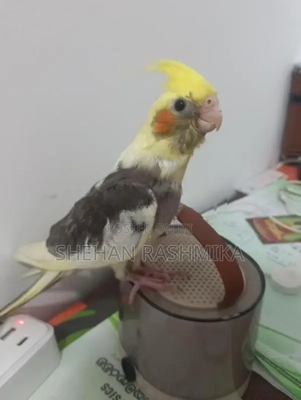 Cocktail Bird