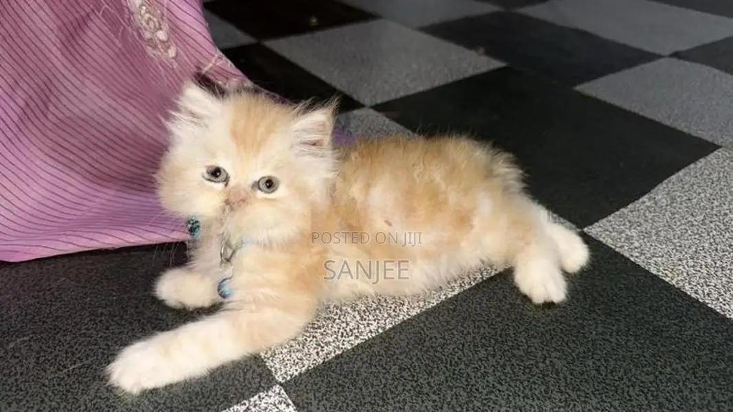 Persian Kittens