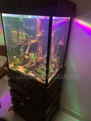 Fish Tank