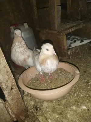 Pigeon