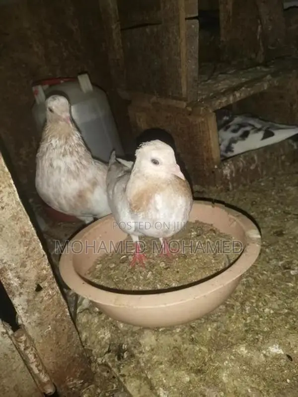 Pigeon