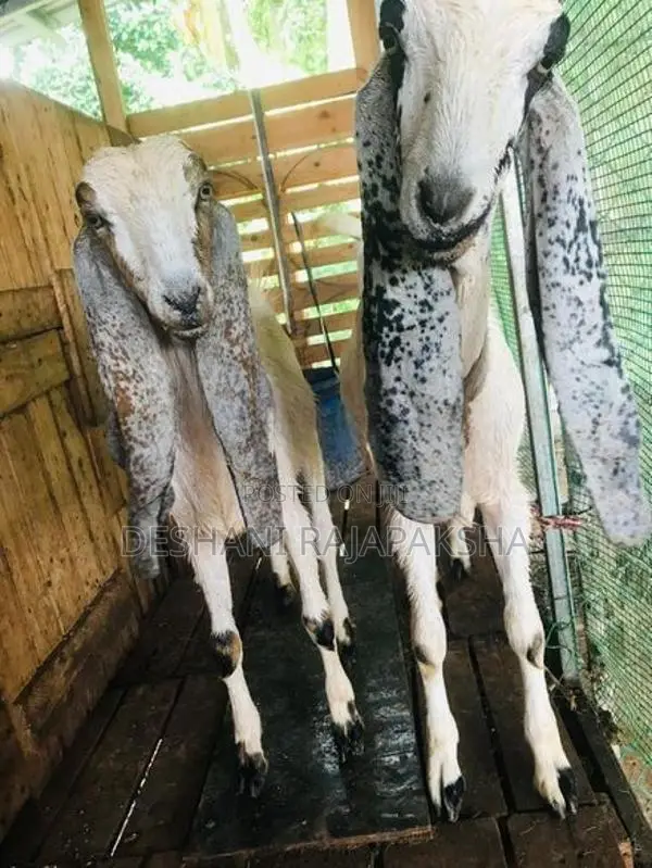 Jamunapari Kanpulli Goats