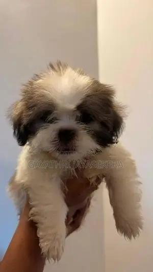 Shih Tzu puppy
