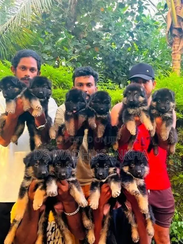 German Shepherd Long Coat Puppies